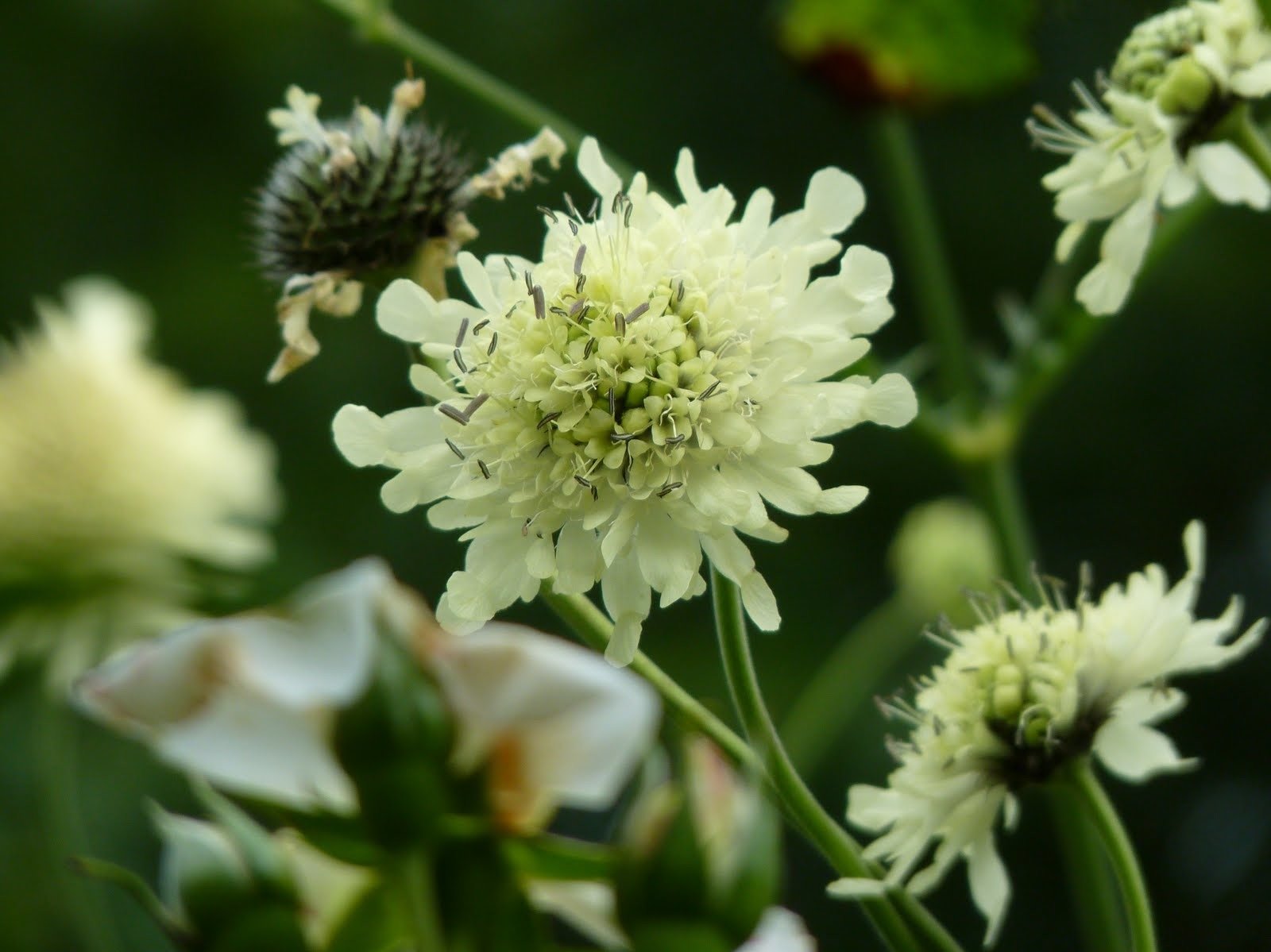 Cephalaria