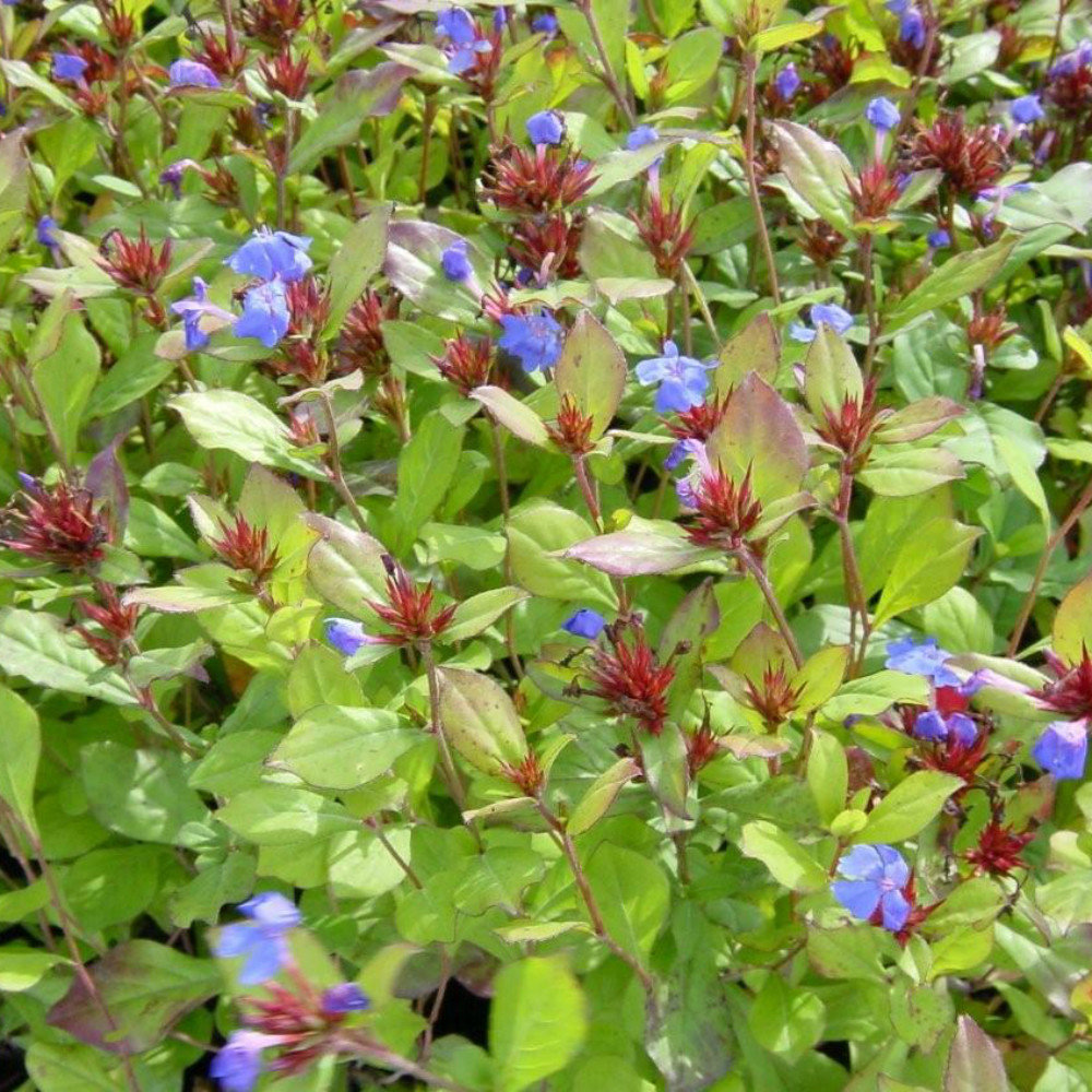 Ceratostigma