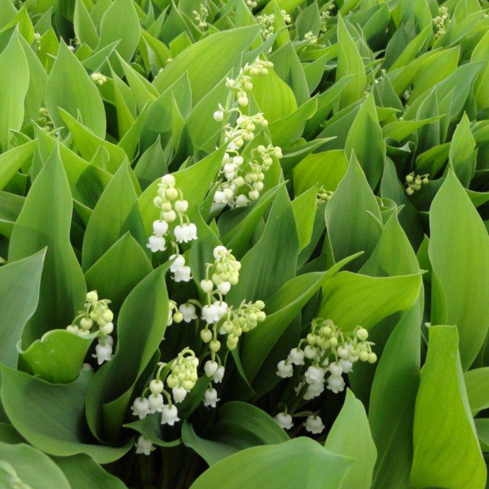 Convallaria