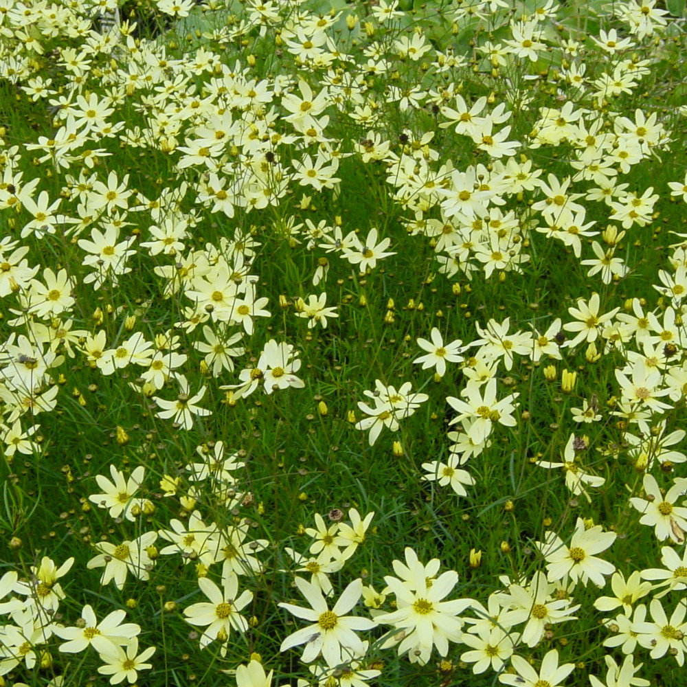 Coreopsis