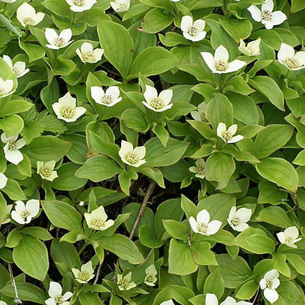 Cornus