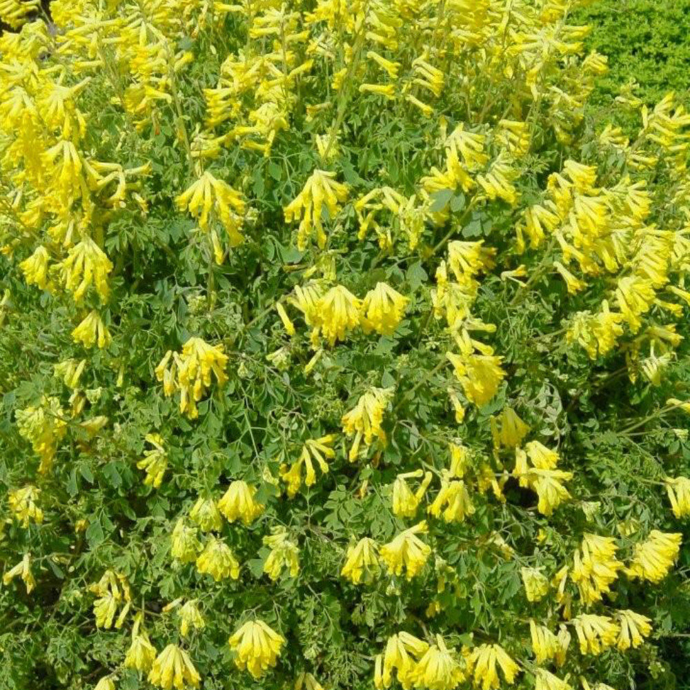 Corydalis