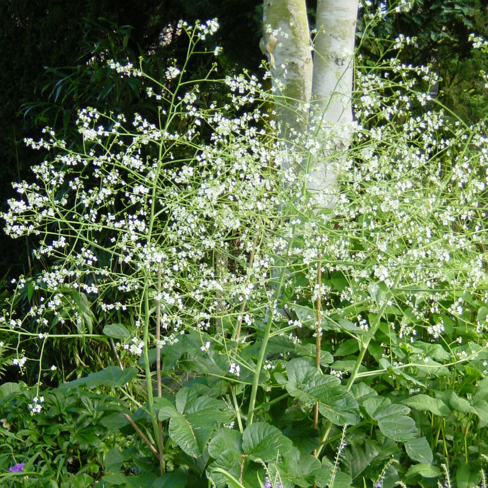 Crambe