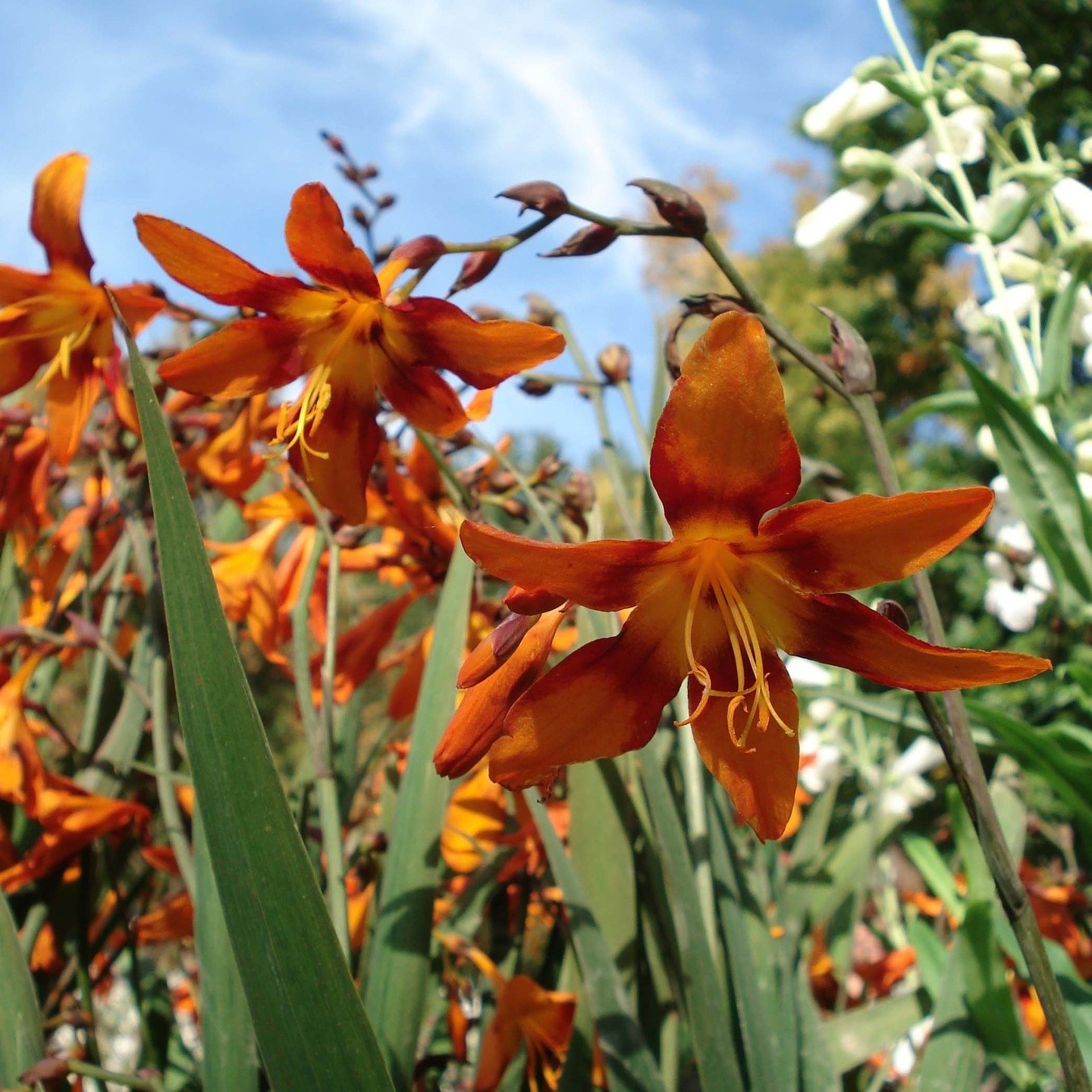 Crocosmia