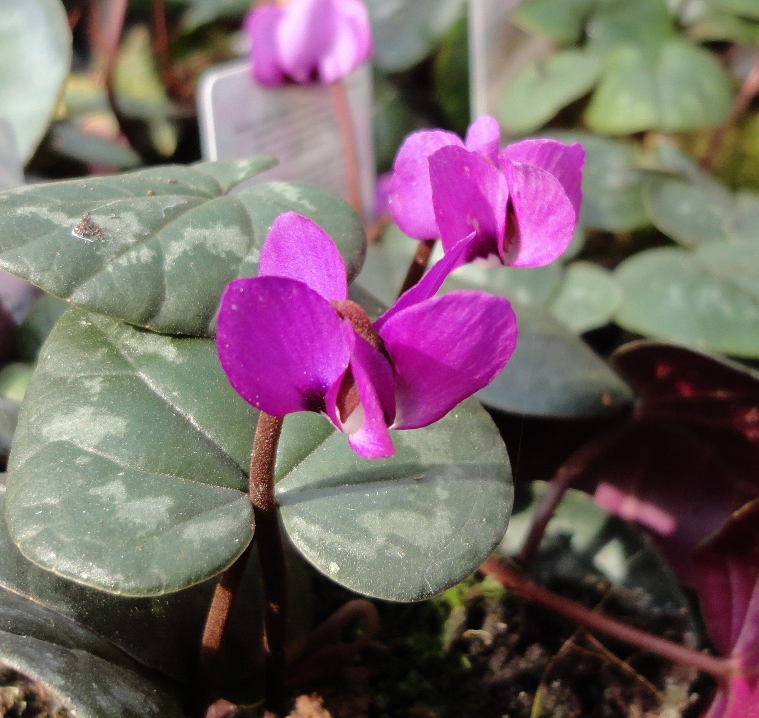 Cyclamen