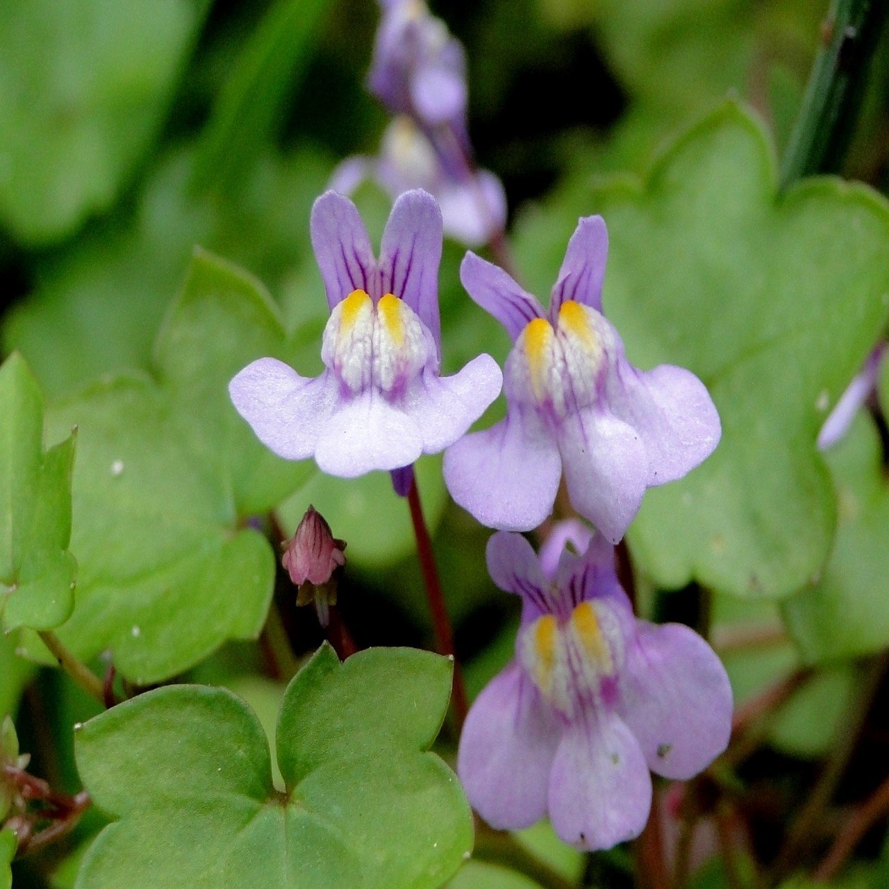 Cymbalaria