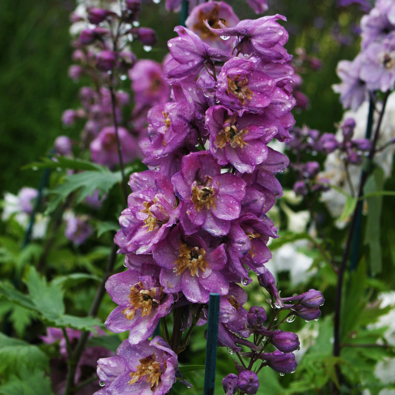 Delphinium