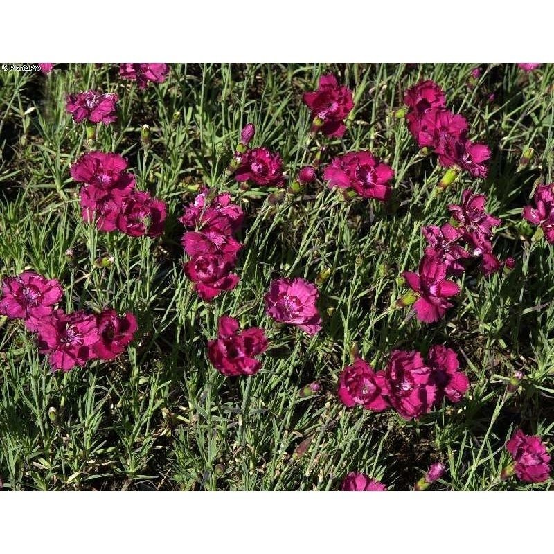 Dianthus