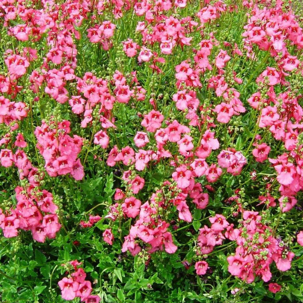 Diascia