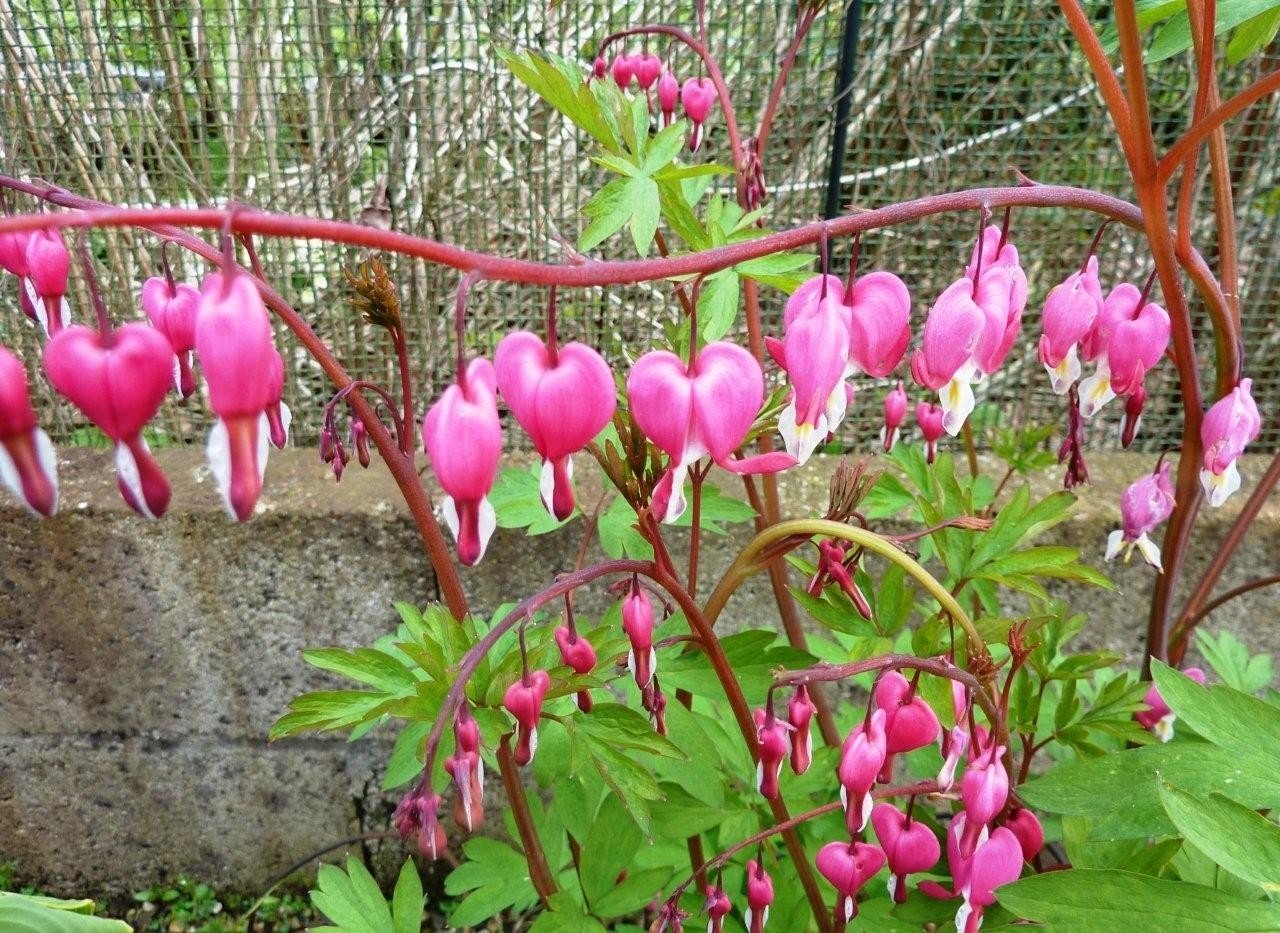 Dicentra