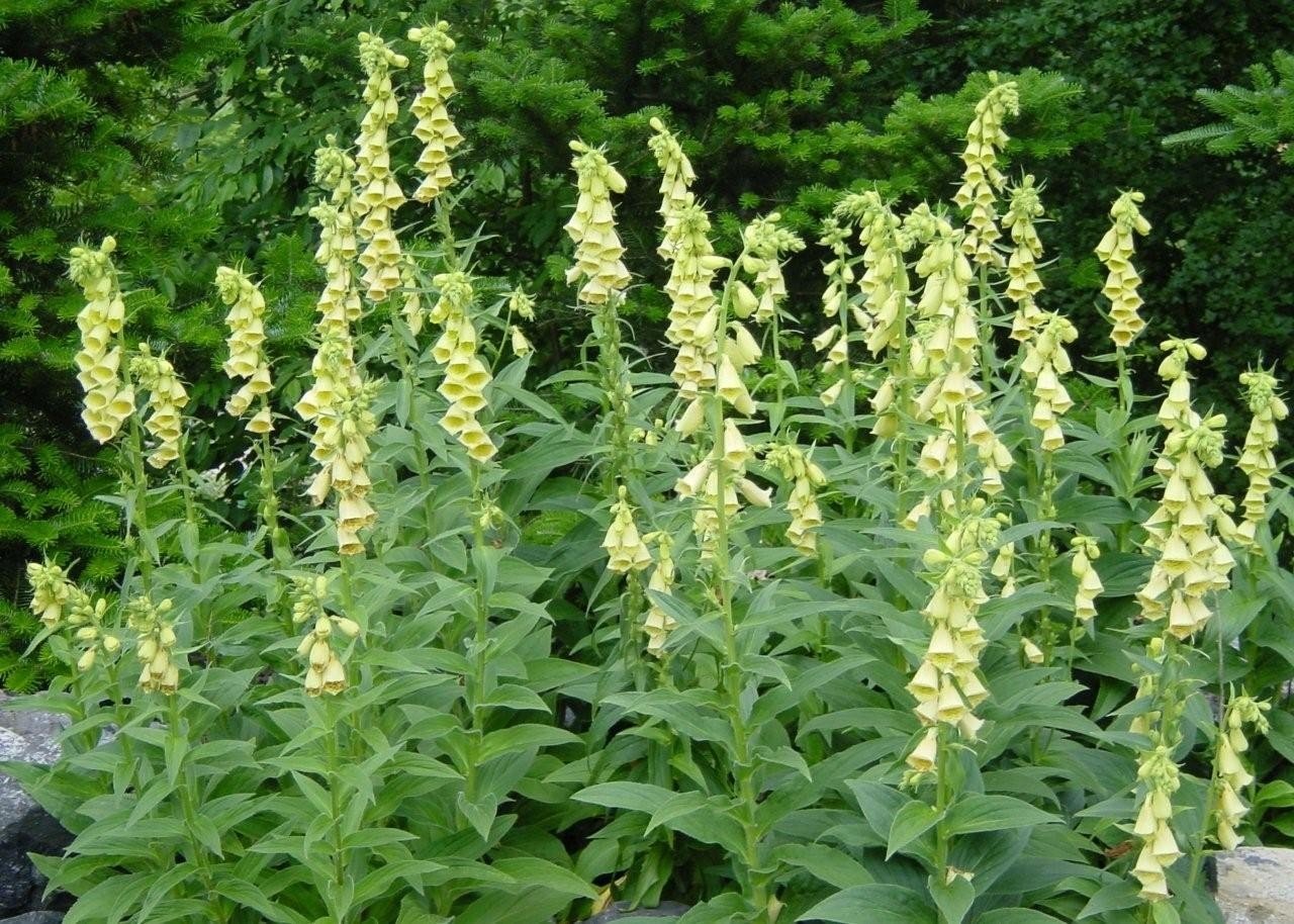 Digitalis