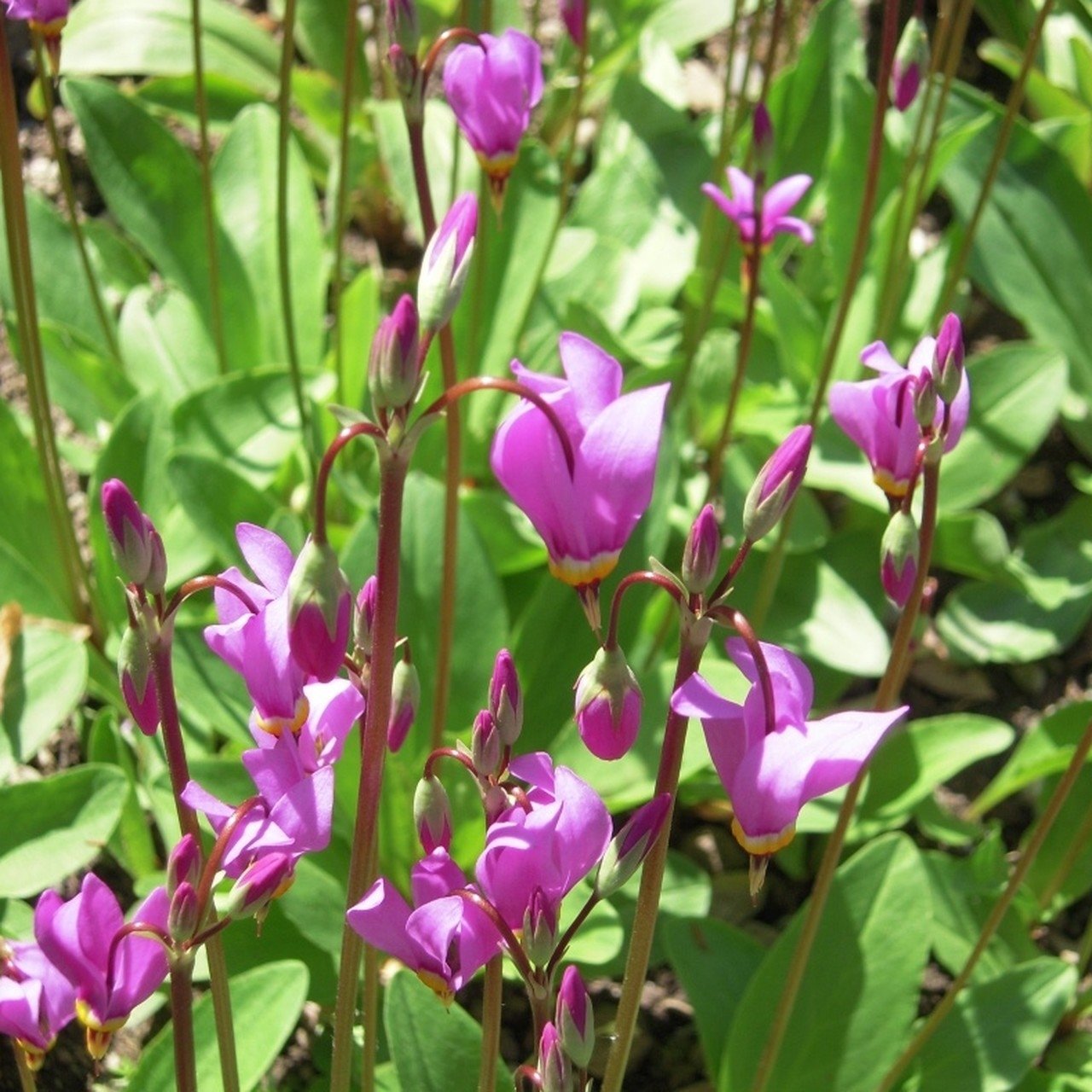 Dodecatheon