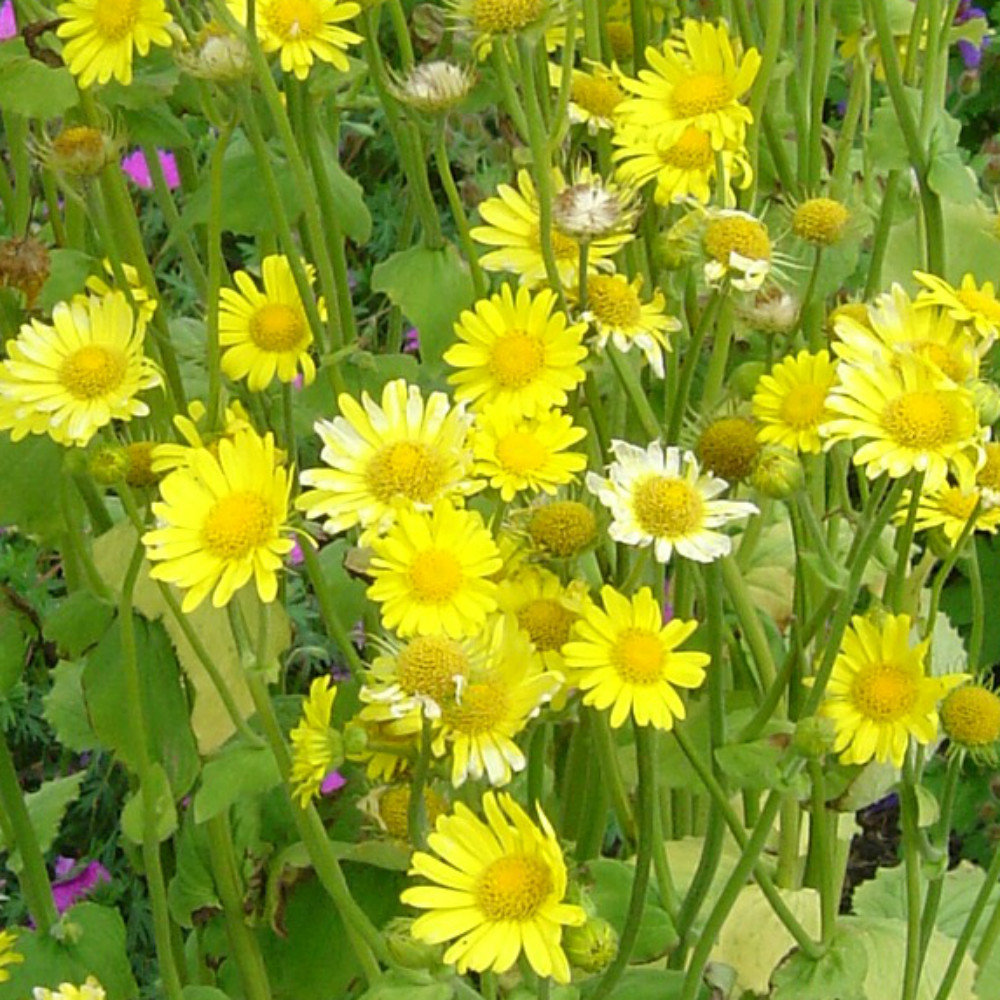 Doronicum