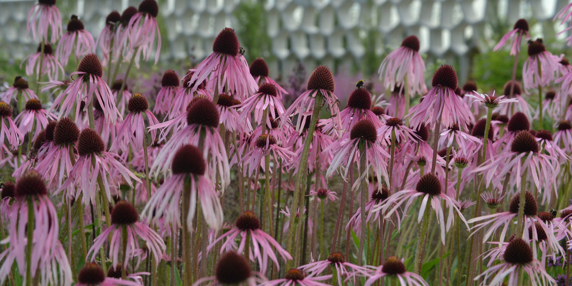 Echinacea