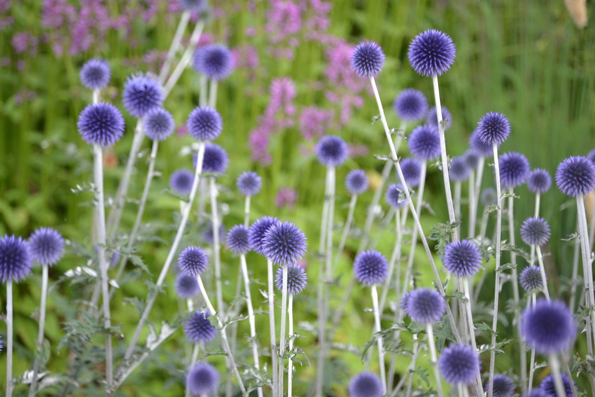 Echinops