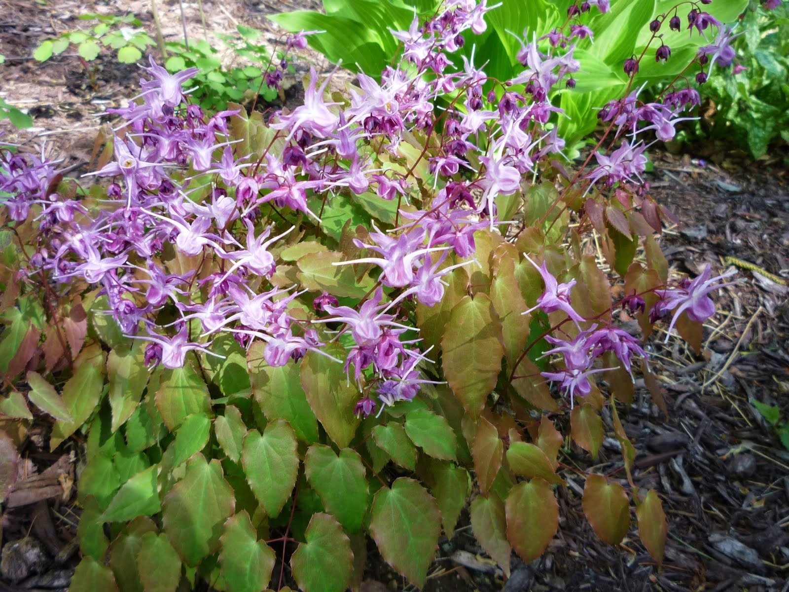 Epimedium