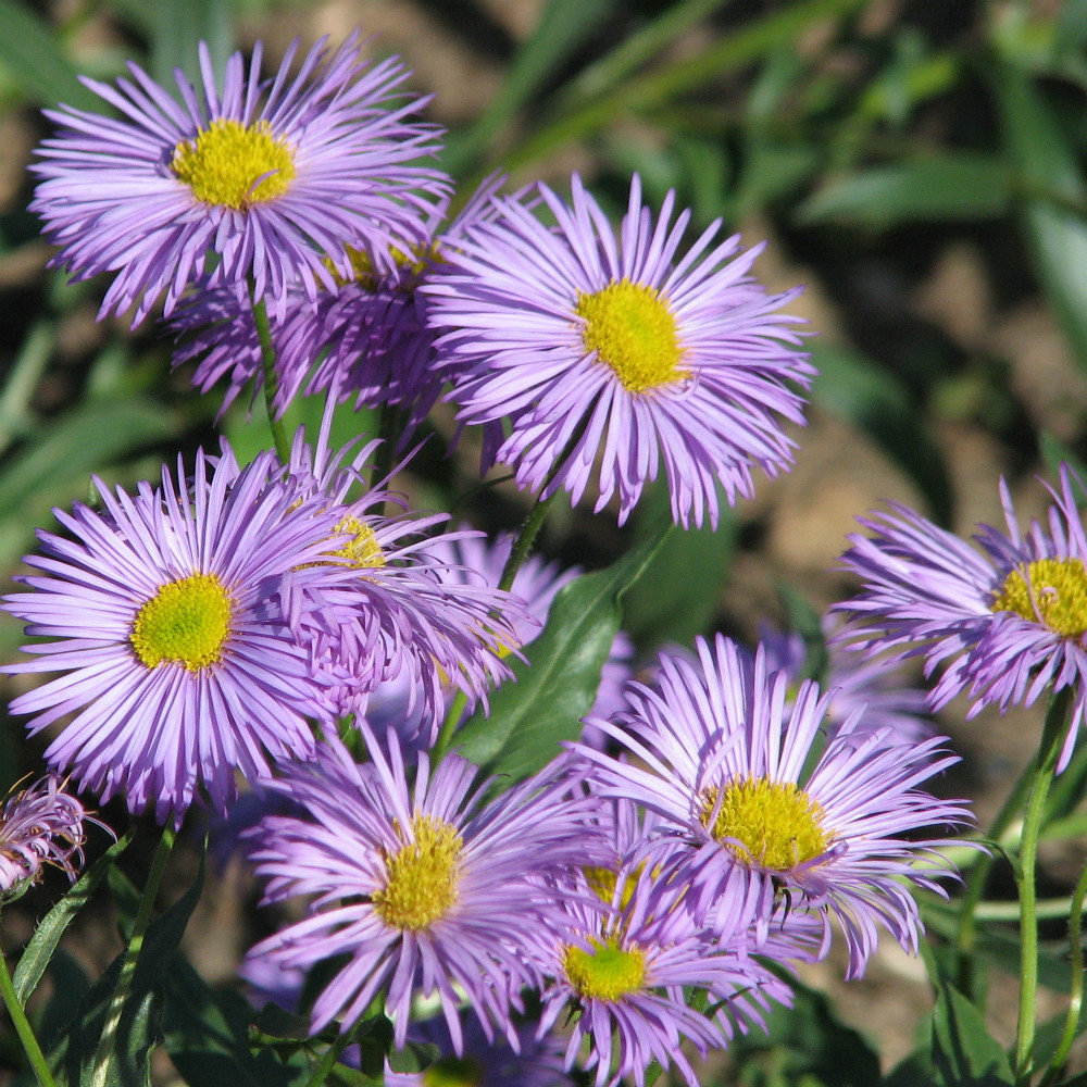 Erigeron