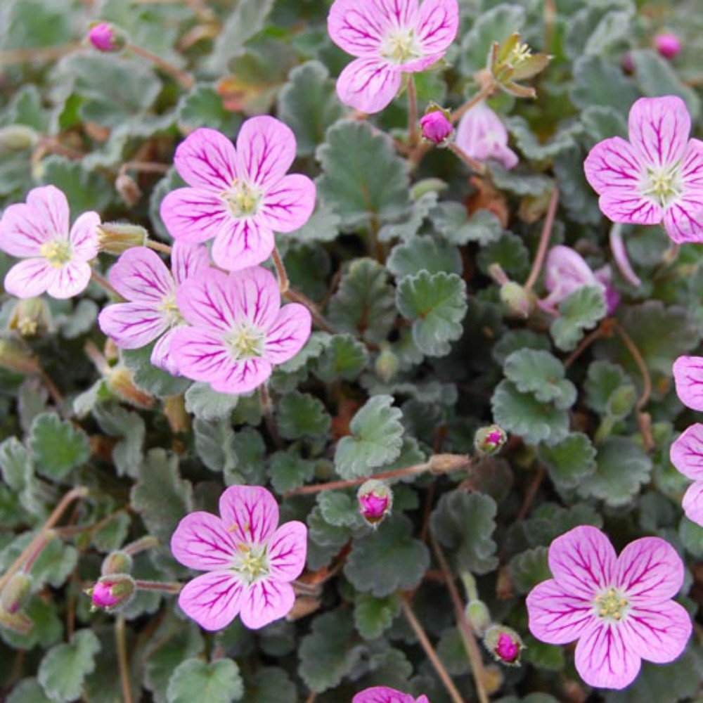 Erodium