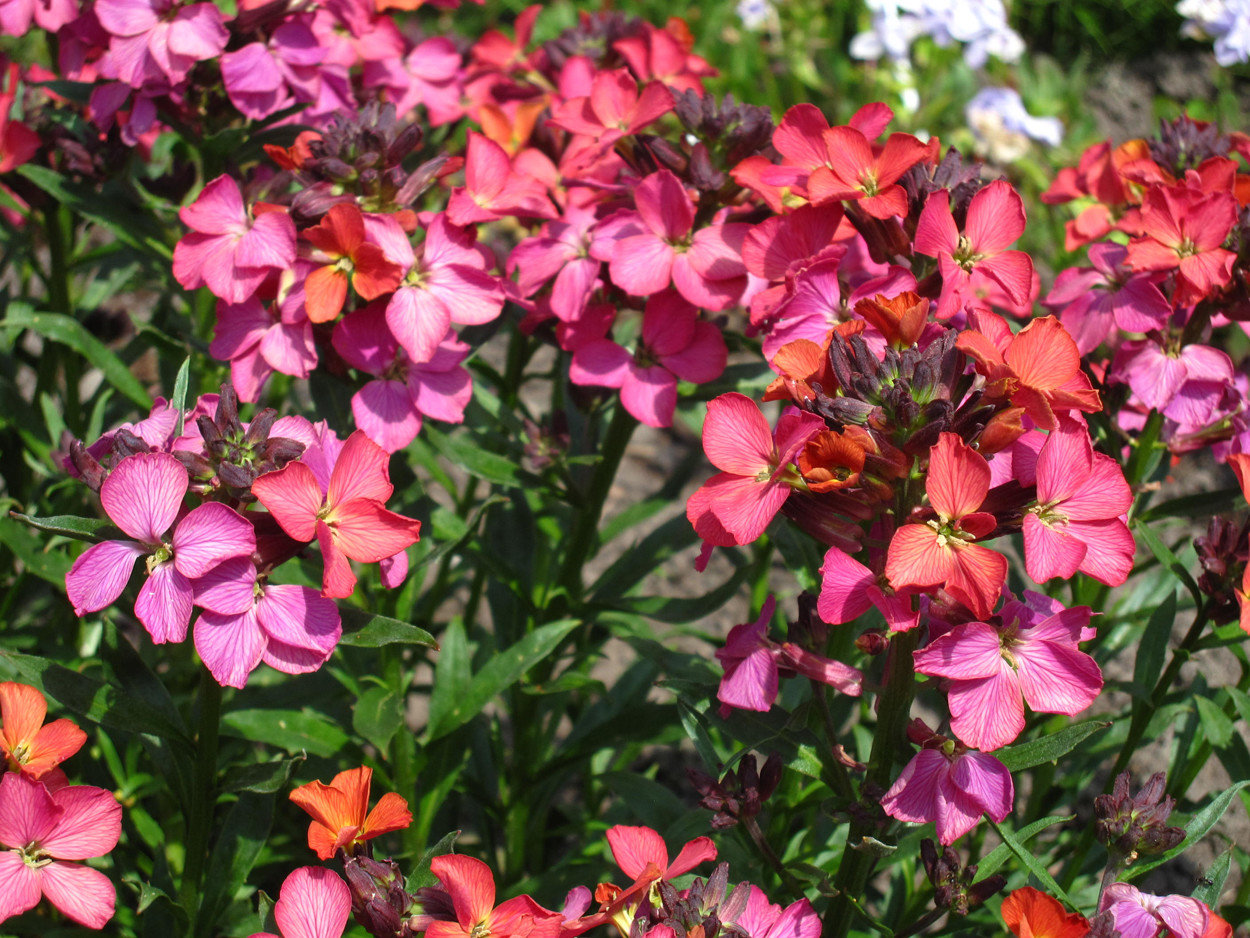 Erysimum