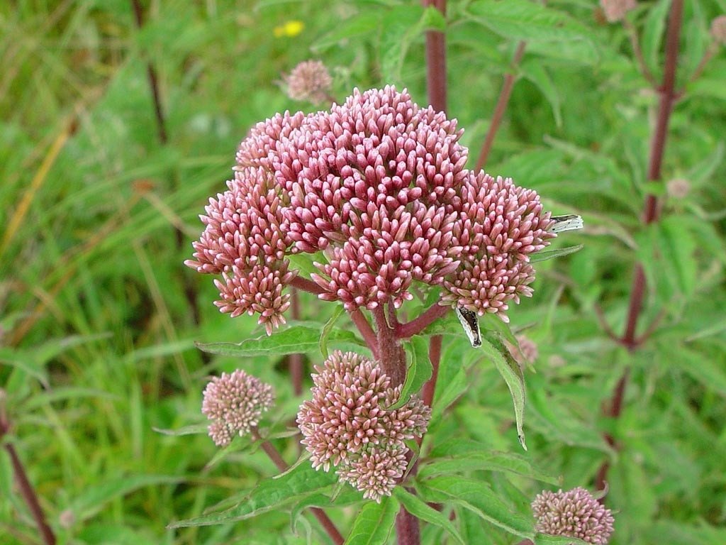 Eupatorium