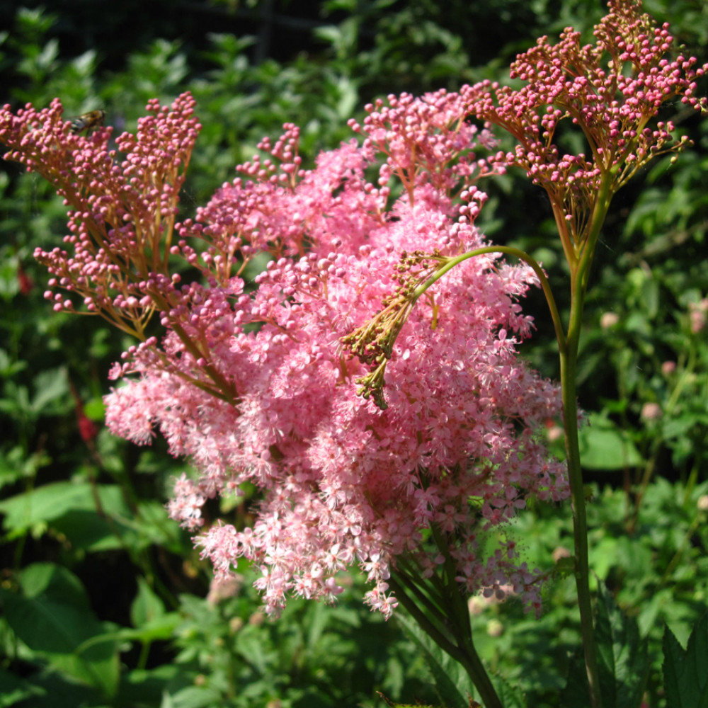 Filipendula