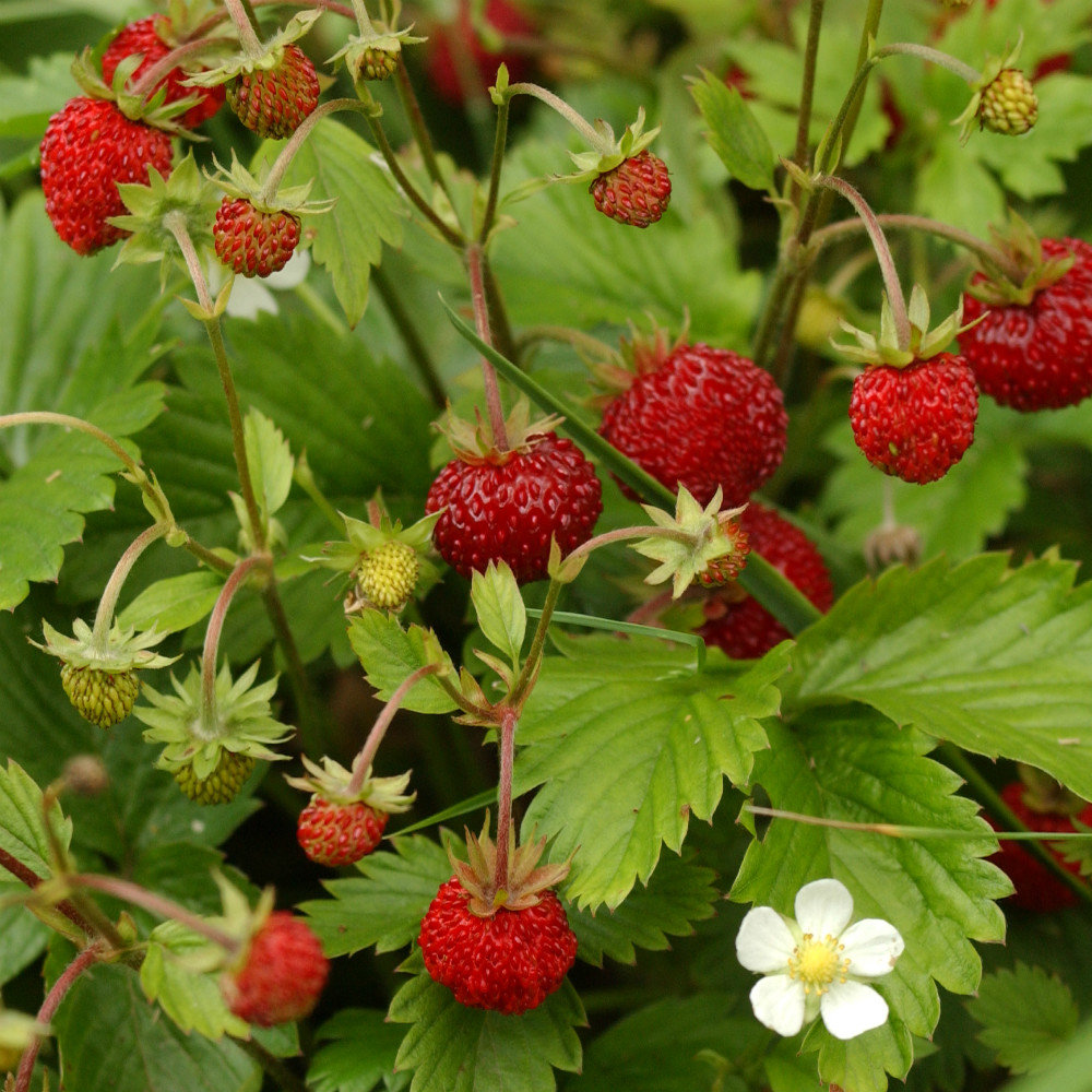 Fragaria