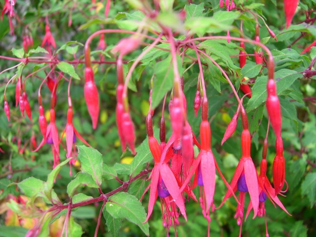 Fuchsia