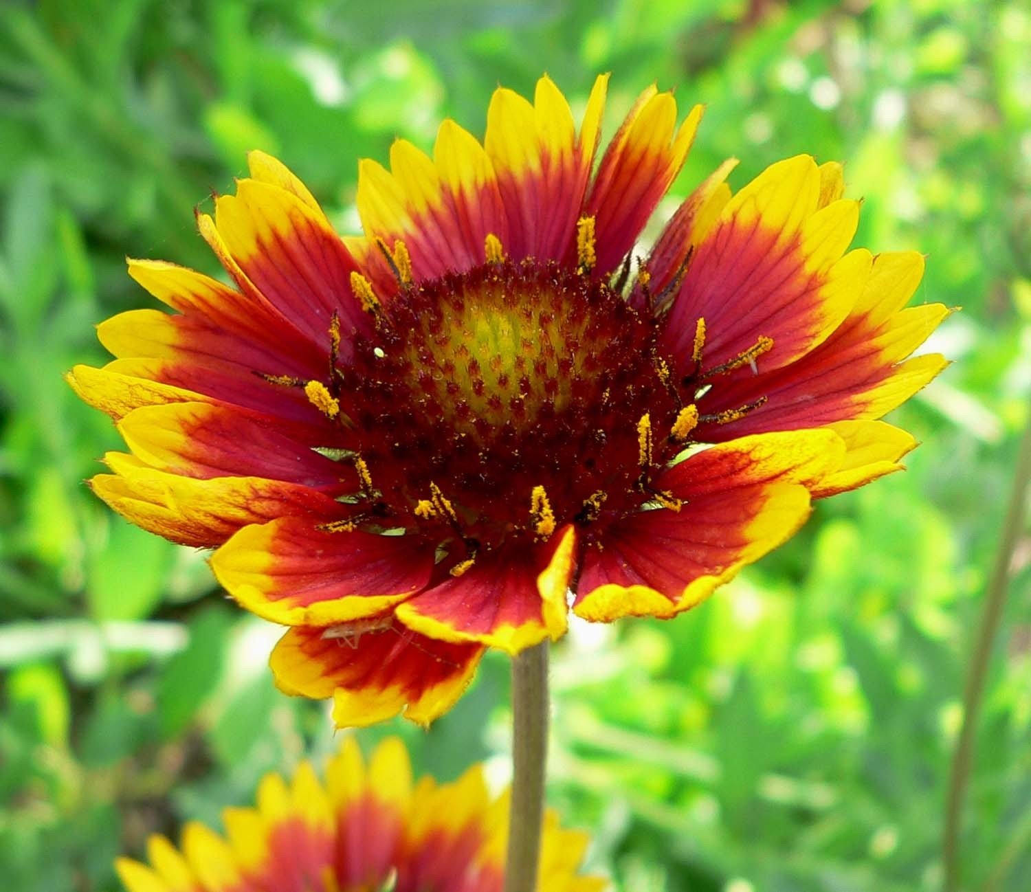 Gaillardia