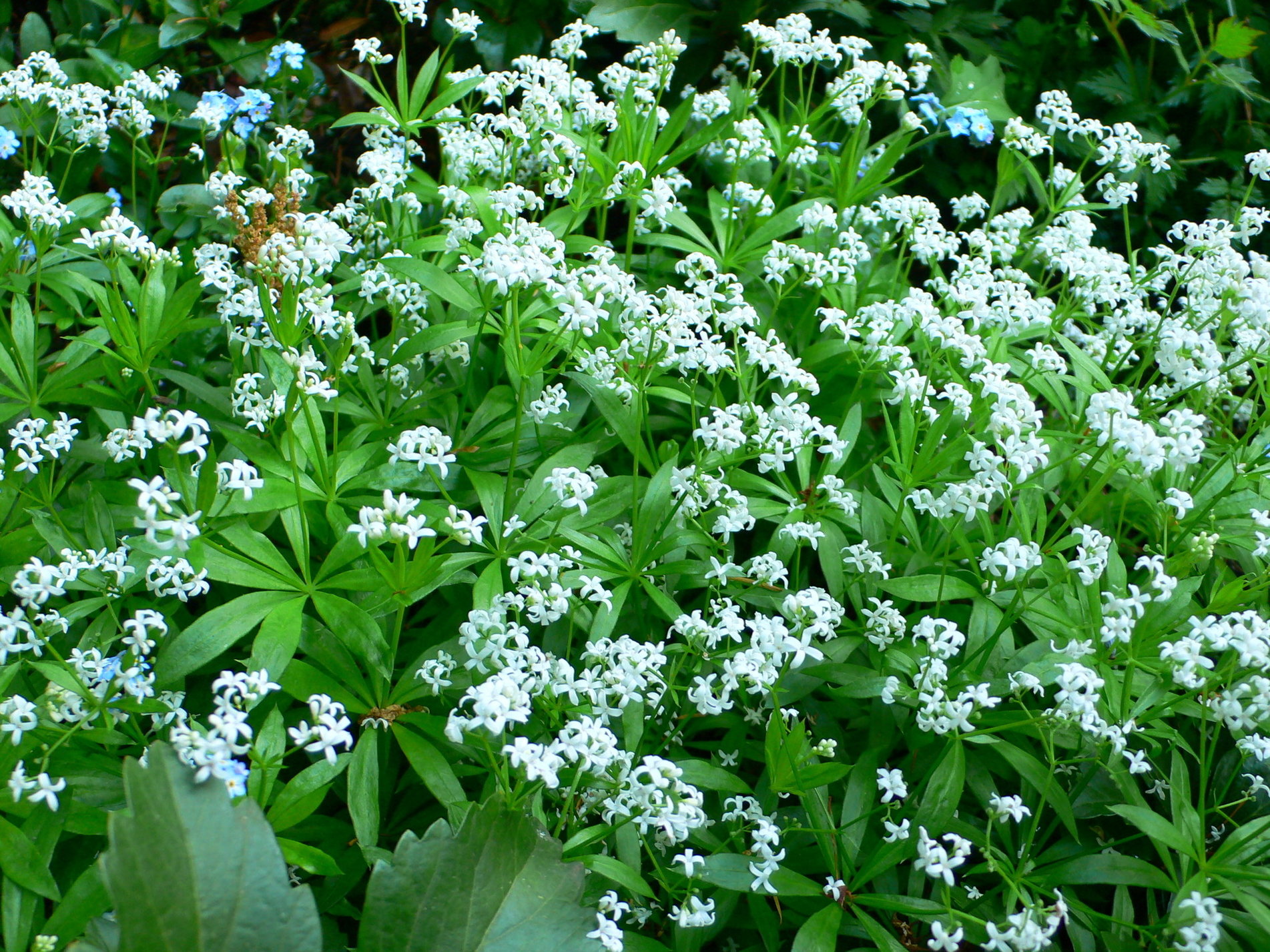 Galium