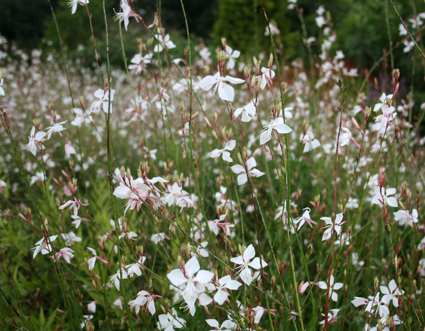 Gaura