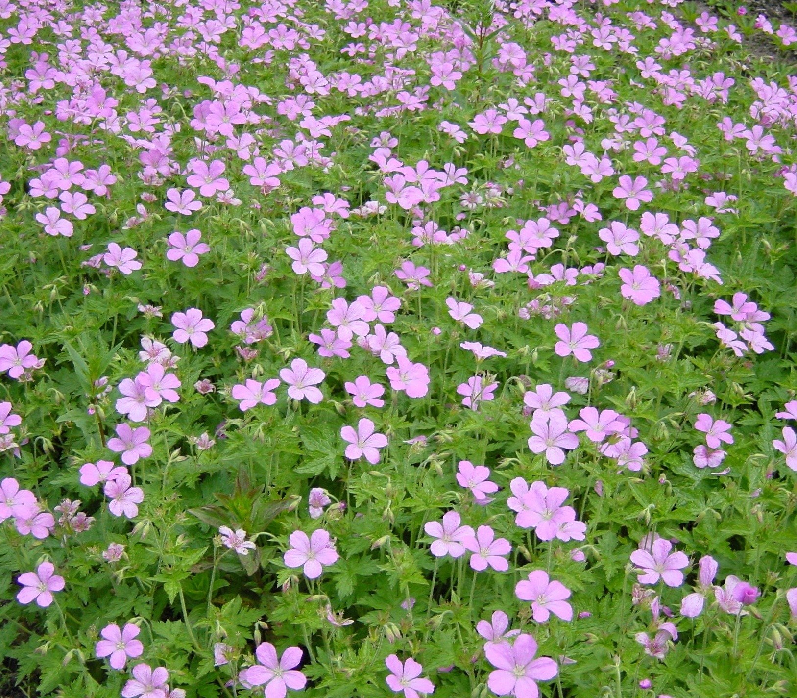 Geranium