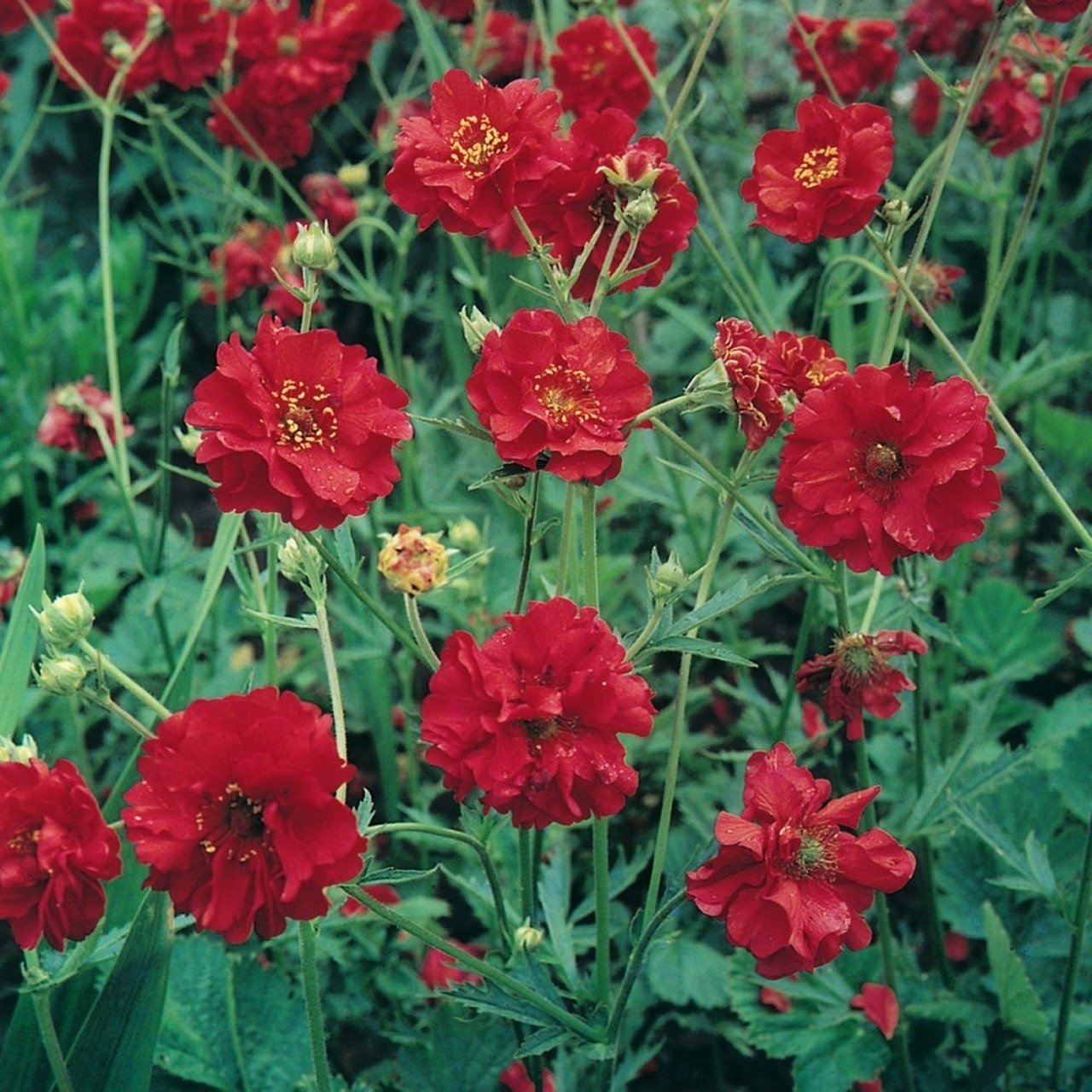 Geum