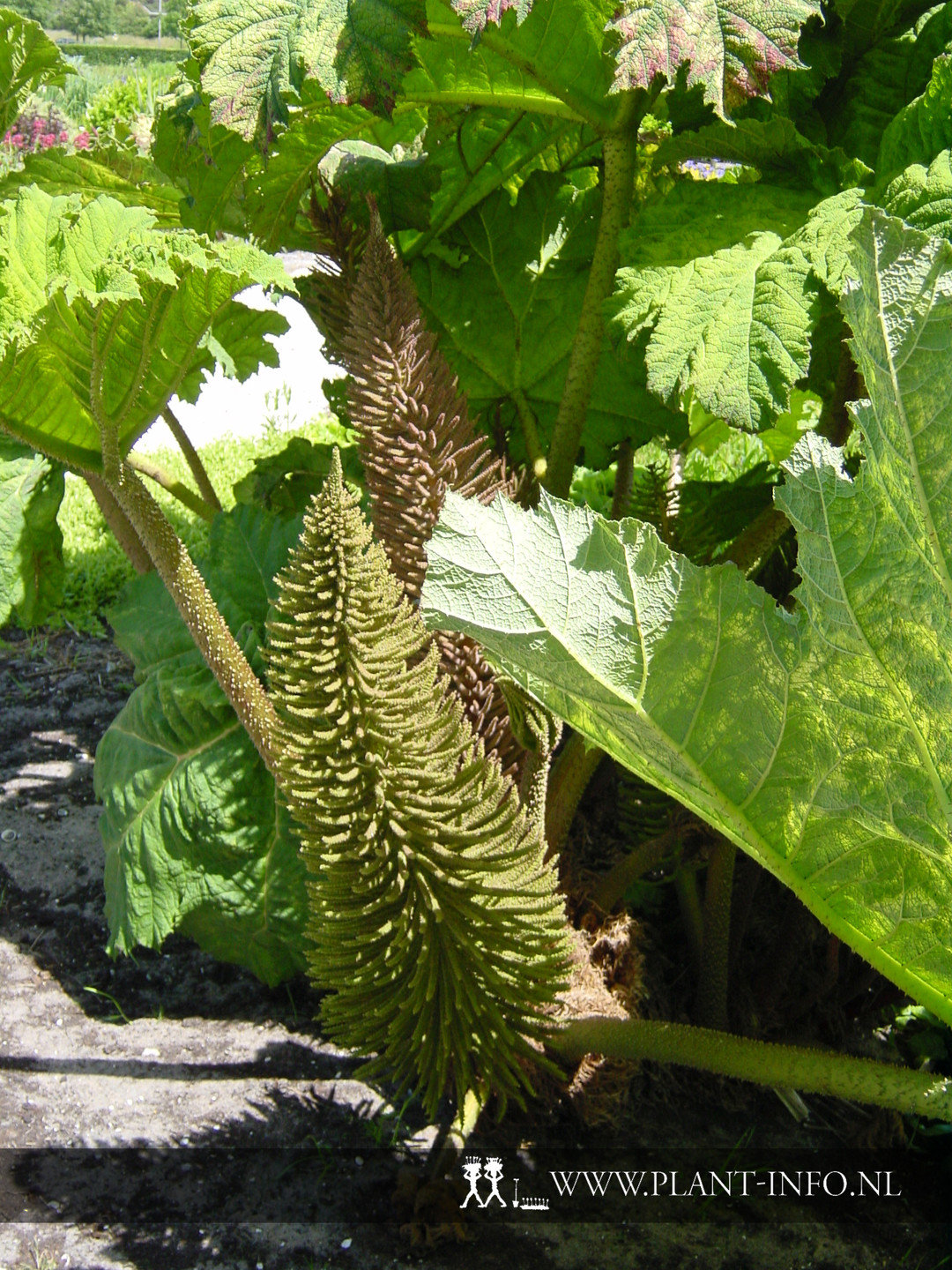 Gunnera