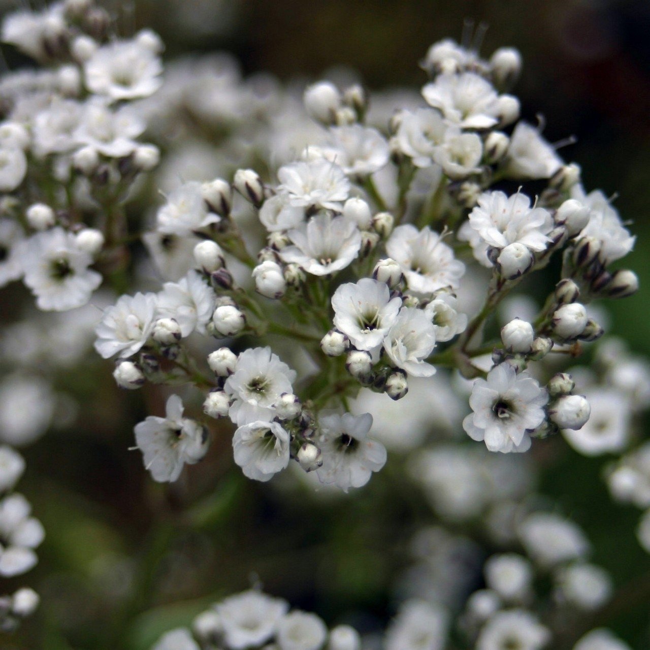 Gypsophila