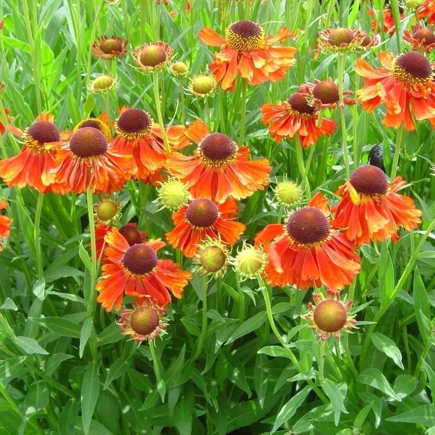 Helenium