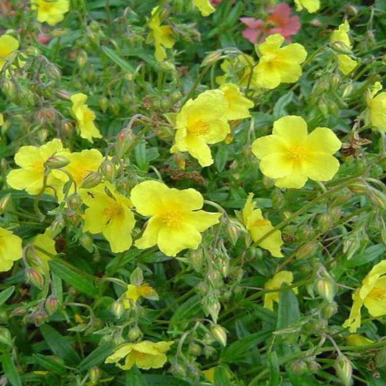 Helianthemum