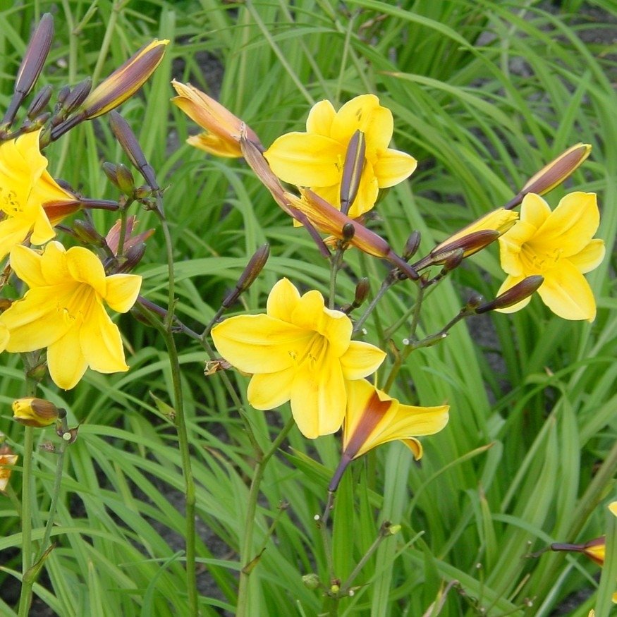 Hemerocallis