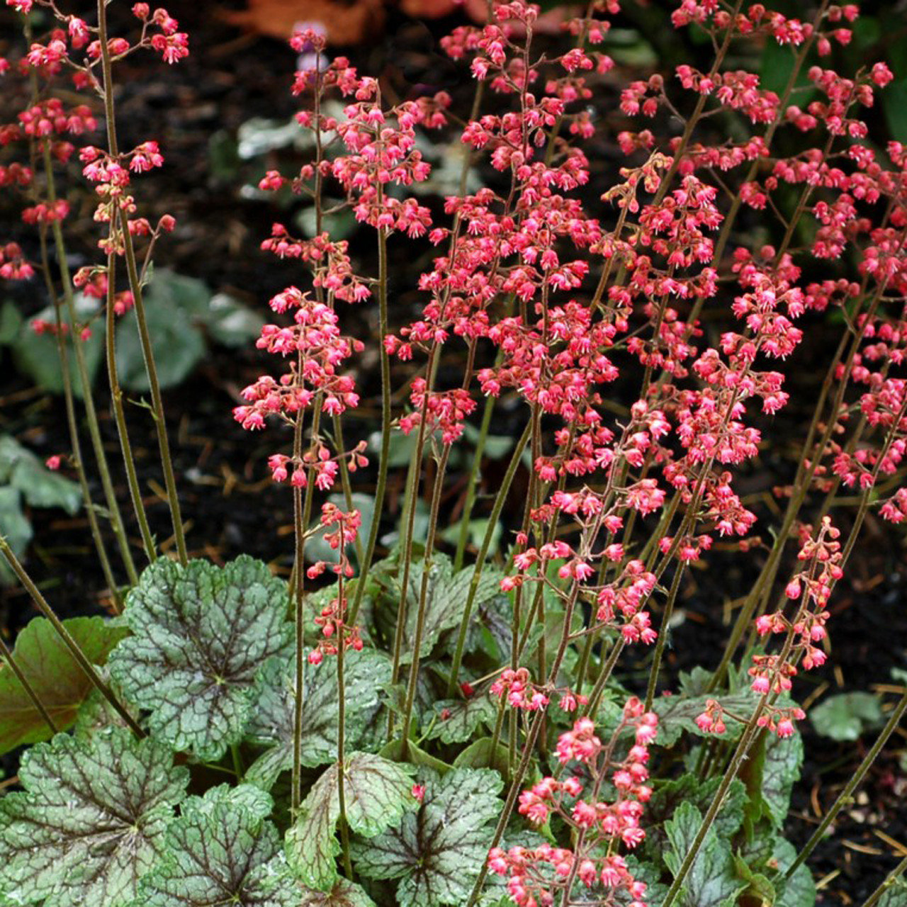 Heuchera