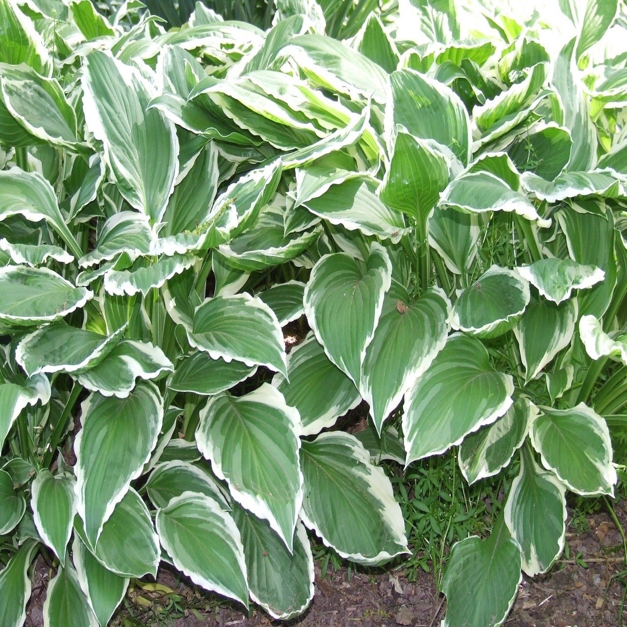 Hosta