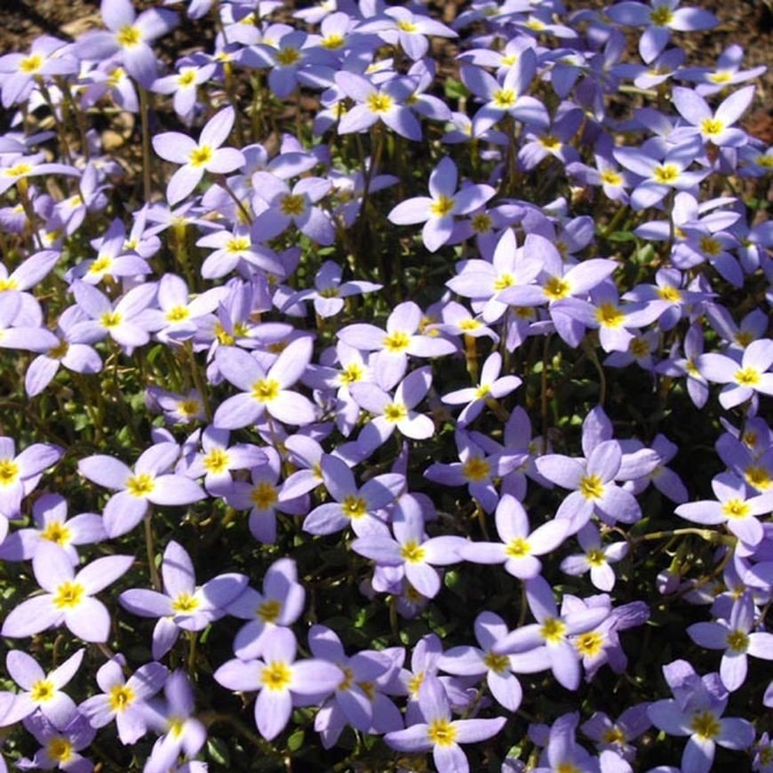 Houstonia