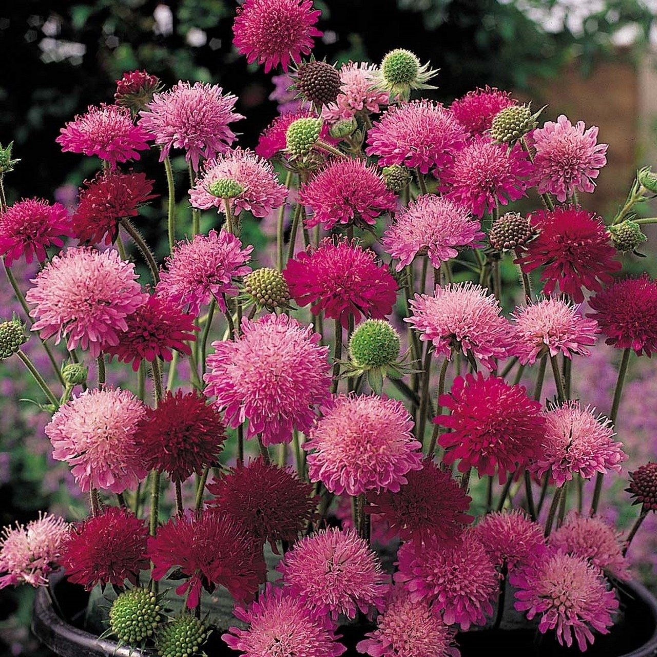 Knautia