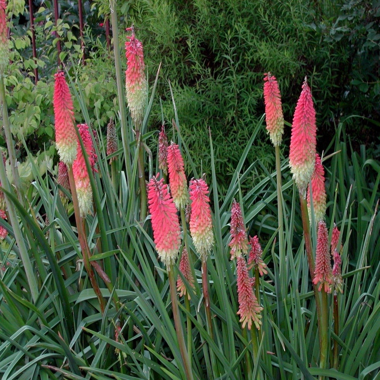 Kniphofia