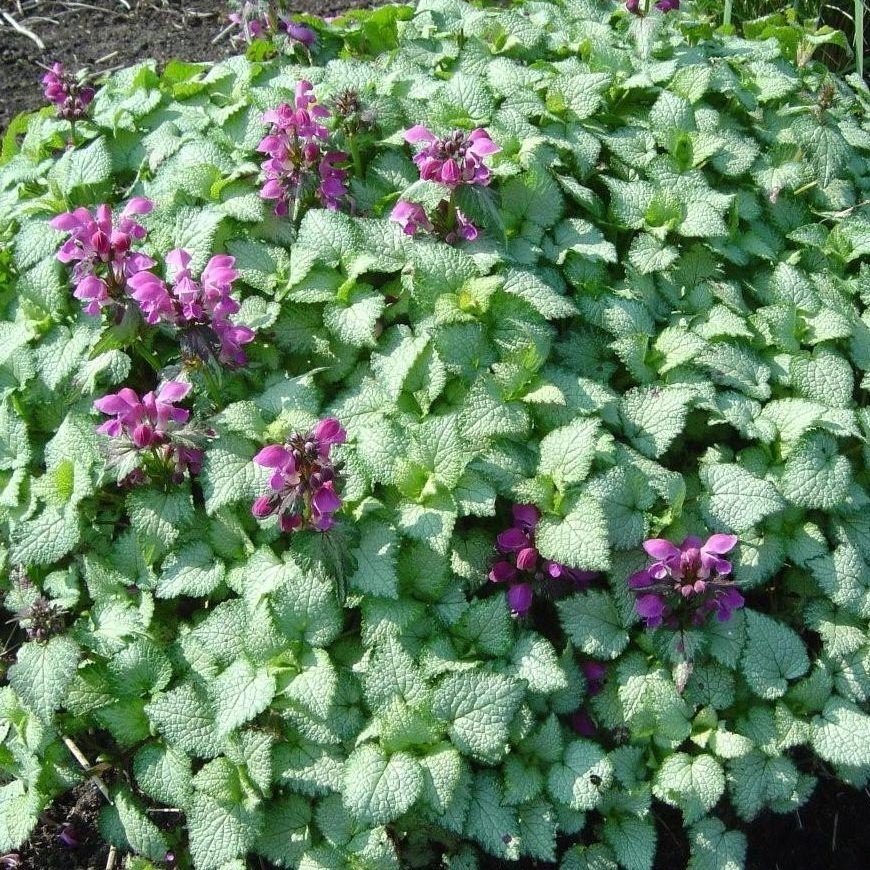 Lamium