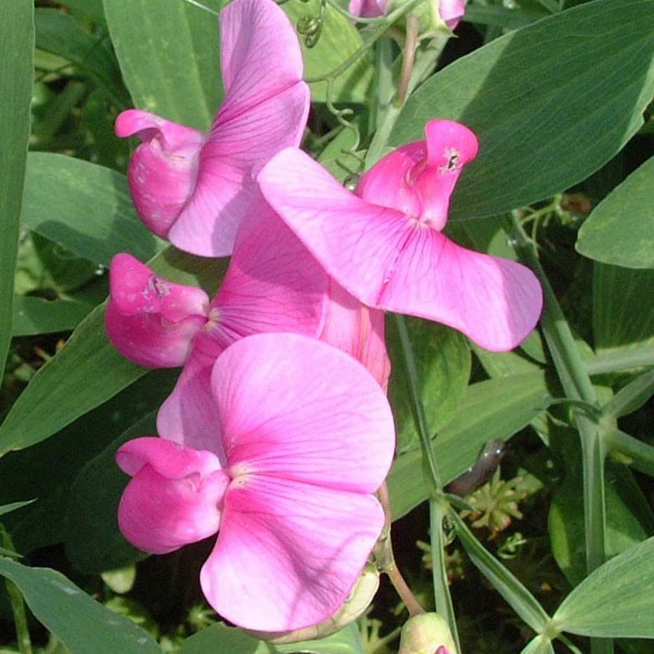 Lathyrus