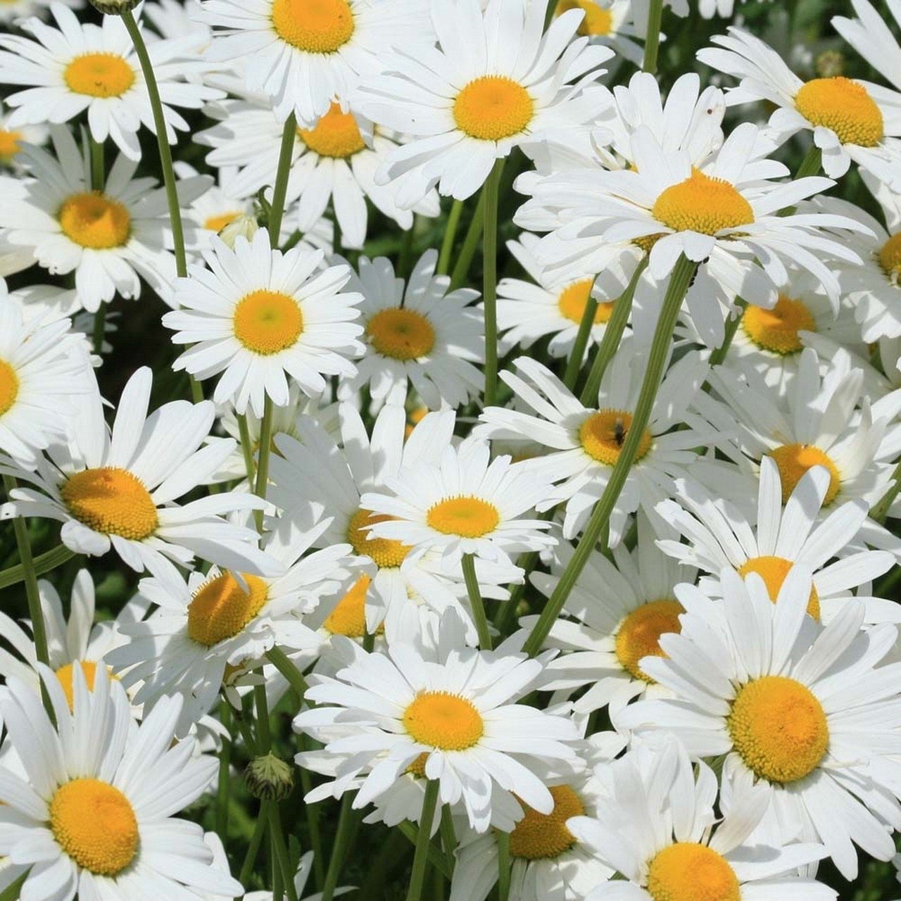 Leucanthemum