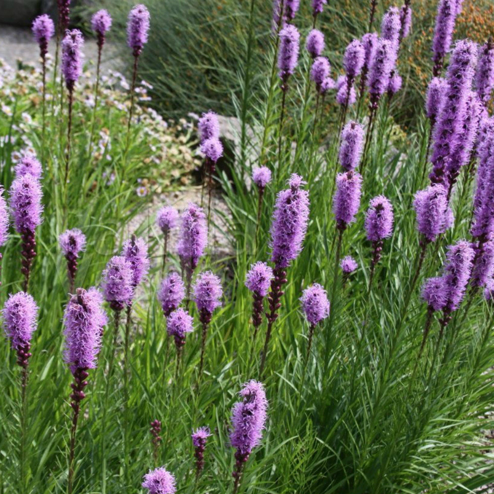 Liatris