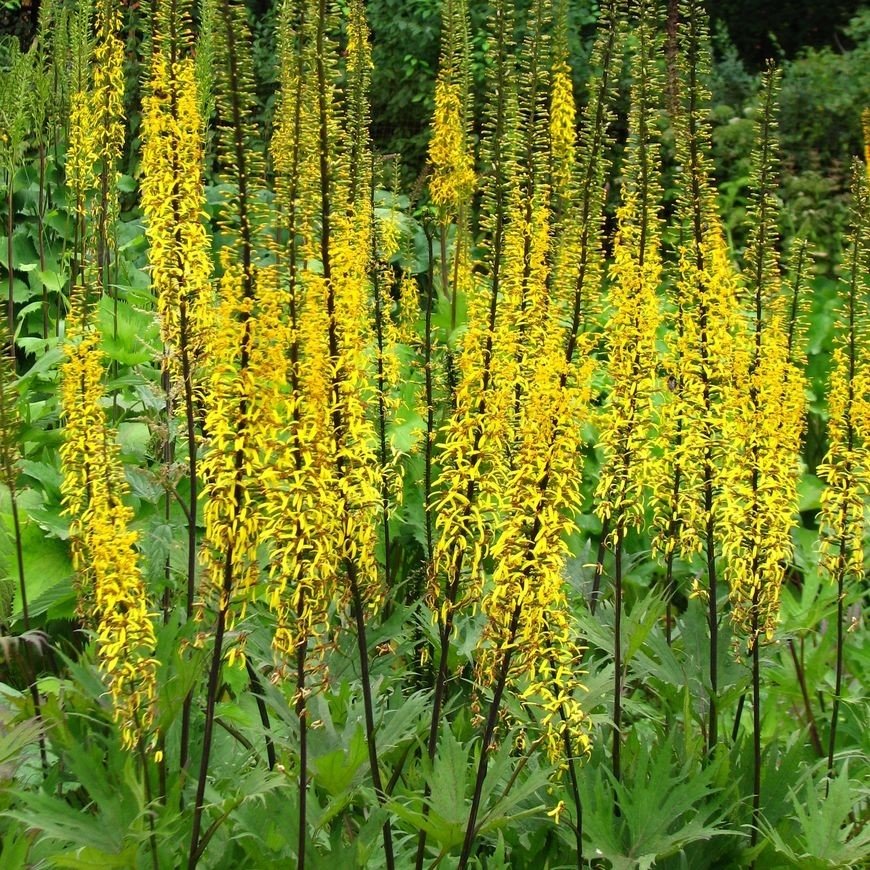 Ligularia