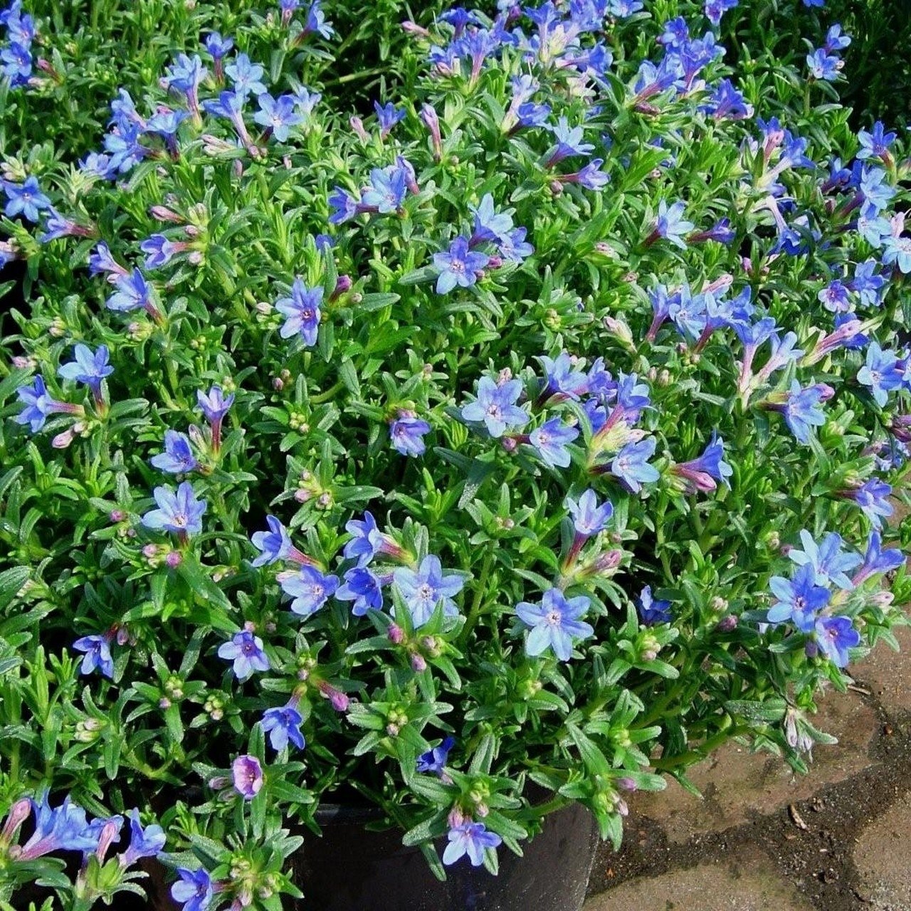 Lithodora