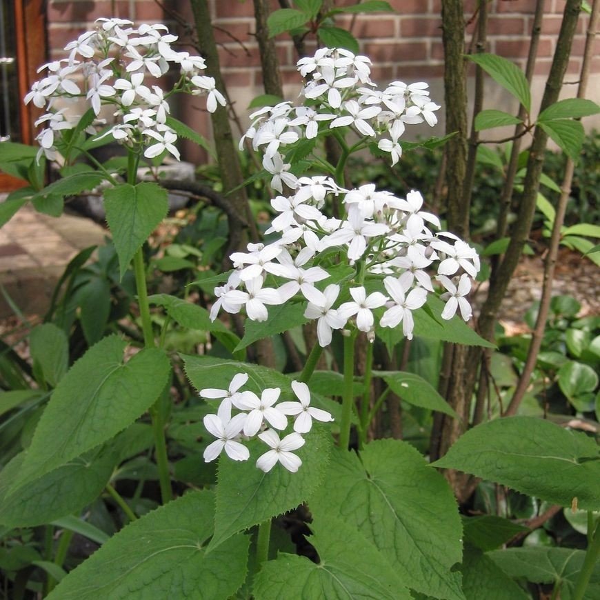 Lunaria