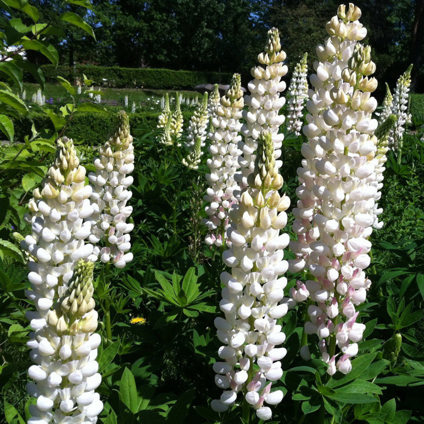 Lupinus